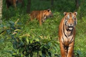 sundarban travels