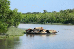 Sundarban trip