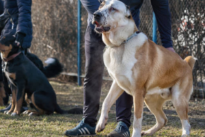 customized dog training