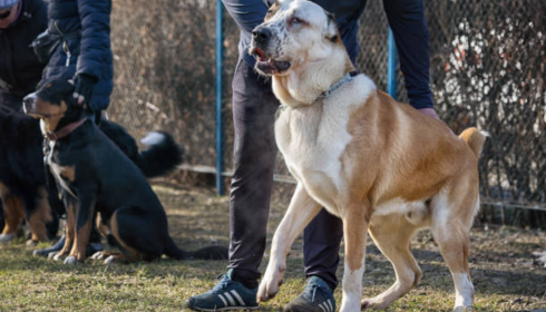 customized dog training